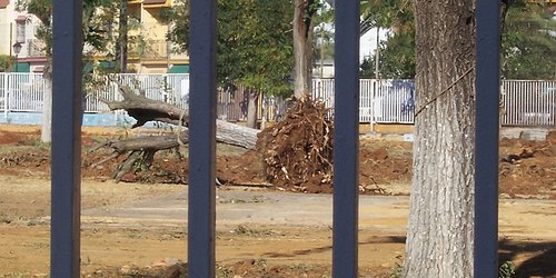 Árboles de la Antigua Piscina